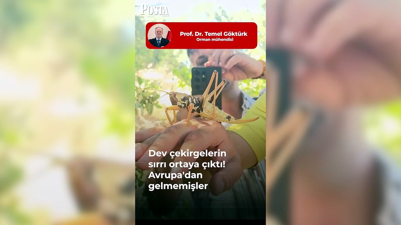 Dev çekirgeler neden çoğaldı? Korkutan görüntülerin ardındaki gerçek ortaya çıktı
