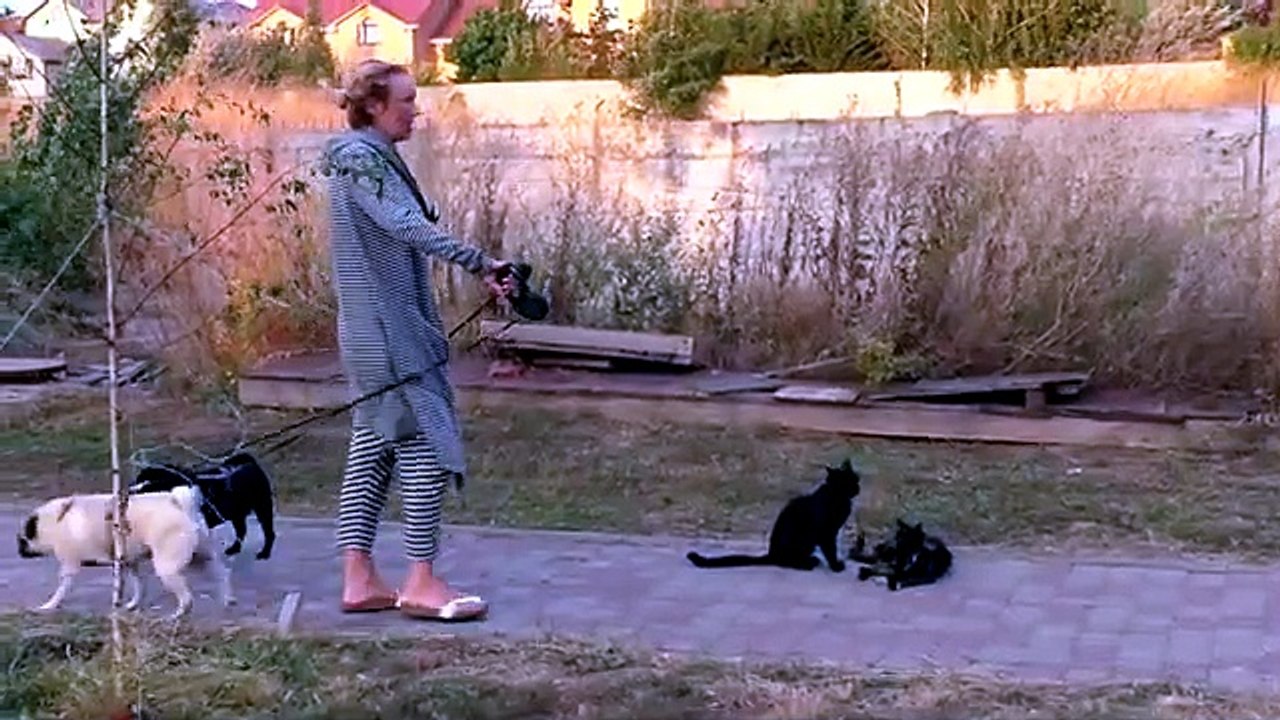 Веселая прогулка с мопсами и котами. Cheerful walk with pugs and cats