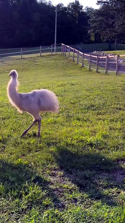 La Danse des émeus