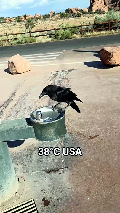 Ce corbeau demande poliment à boire