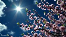 晴れた日の花見