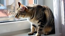 窓際で猫が日向ぼっこしている