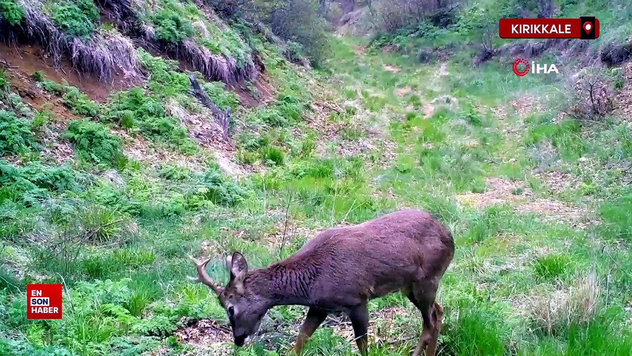 Kırıkkale'de bozkırın vahşi yaşamı fotokapanda