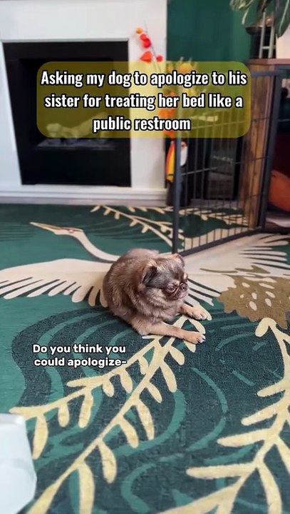 King Chilli The Pug