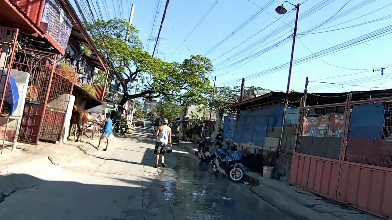 Domestic Horses on Que Balag Street in Valenzuela City in the Philippines