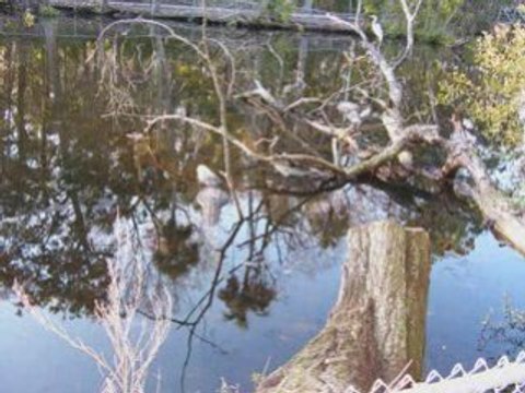 Florida Birds at Homosassa Springs