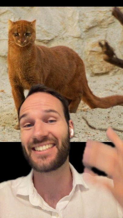 Le JAGUARONDI existe !!