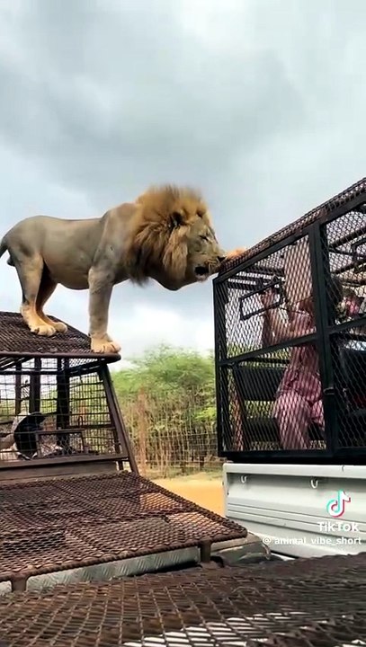 Safari Lions closing up #lions #safari #animal #lion #animals #wildlife