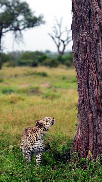 A Leopard climbing a tree looking for rest #animal #safari #lion #leopard