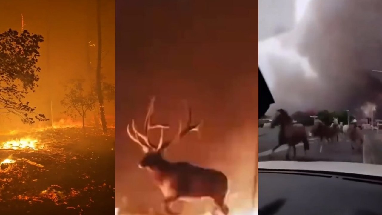 « Très peu d'animaux arrivent à sortir du feu » : le cri d'alarme de la brigade de secours de la faune sauvage en Gironde