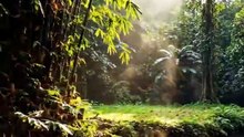 🌊 Building a Bamboo Shelter Alone Beside a River — Solo Survival One Night! 🏕️ _ Asraf Vai 1 #shorts