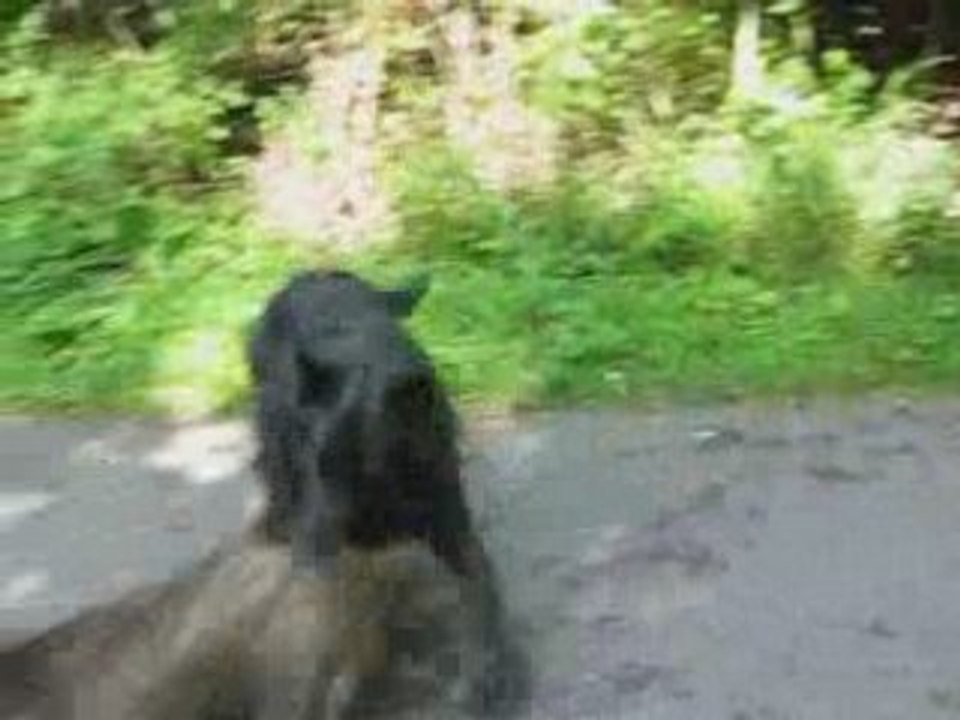 Django Lifes2