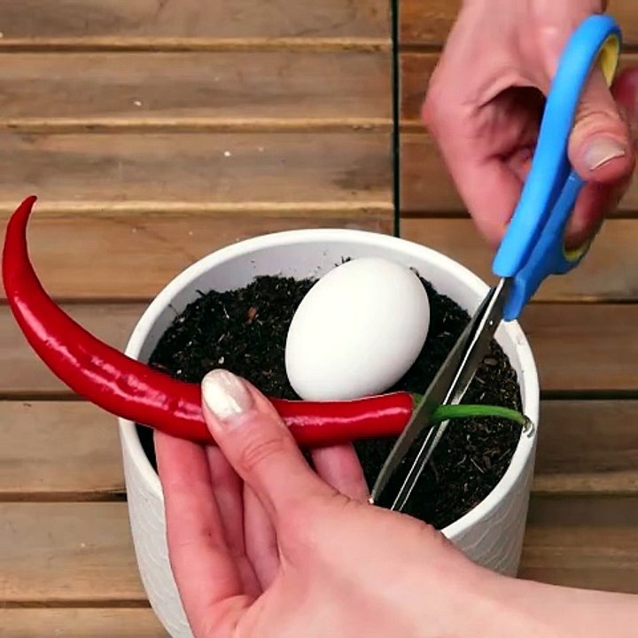 Planting peppers in a pot! 🌶️