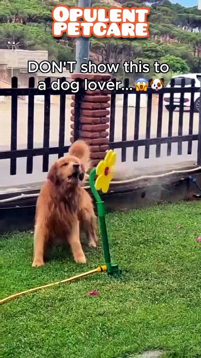 Fun Sunflower Garden Sprinkler for Dogs – 60% Off Backyard Water Toy