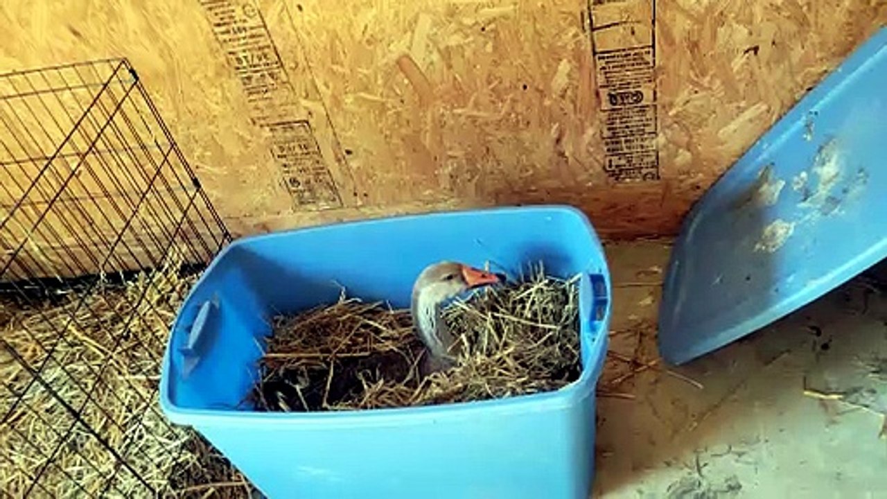 Tooey claimed the hay storage as her own. | #SparklegleamFarm #Tooey #farm #Lemongrab #geese #farmanimals #soft #cute