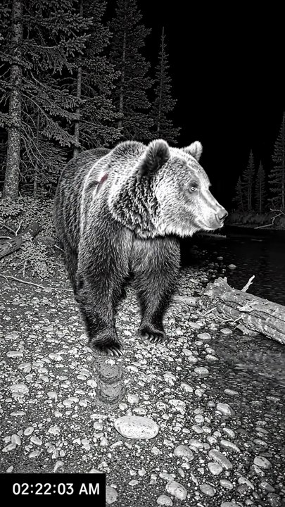 Wild Animal spotted | Like and follow for more