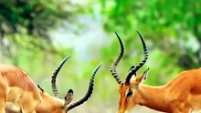 Deer Animals