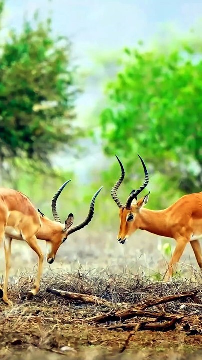 Deer Animals