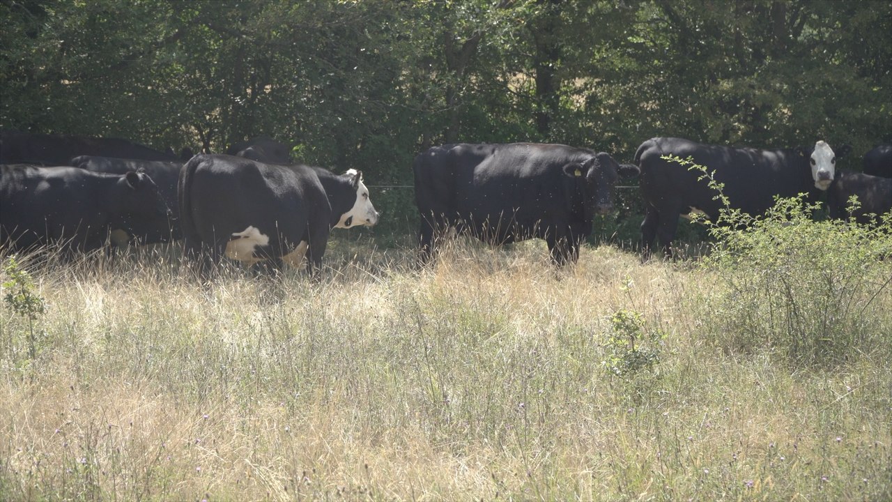 Ashford cow farm prepares their livestock to face the intense heat