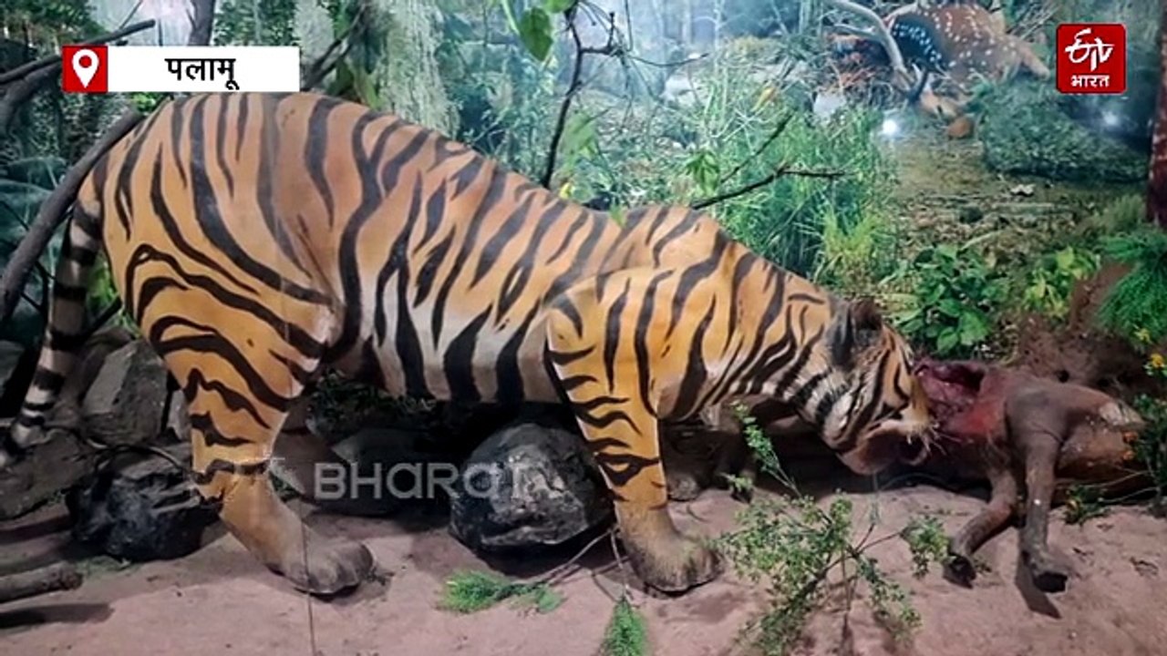 पलामू टाइगर रिजर्व का ऐतिहासिक महत्व! जानिए क्यों है खास