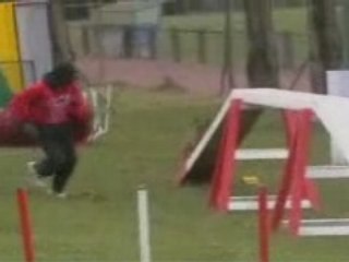 Buggy Fait de l'Agility 🐾