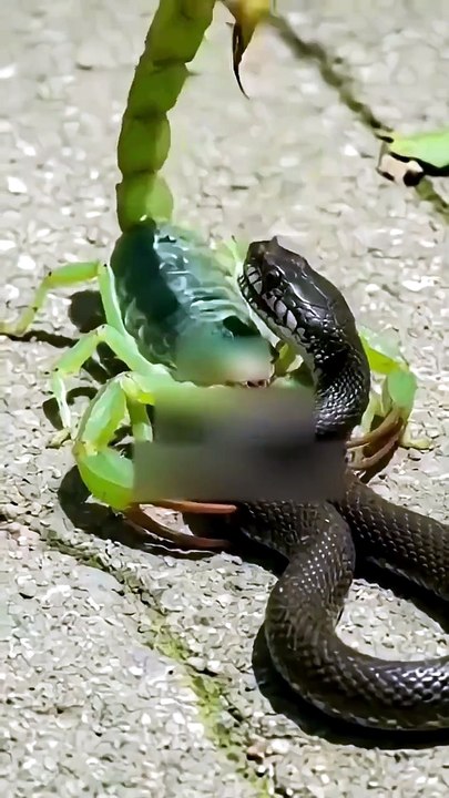 Scorpion vs snake