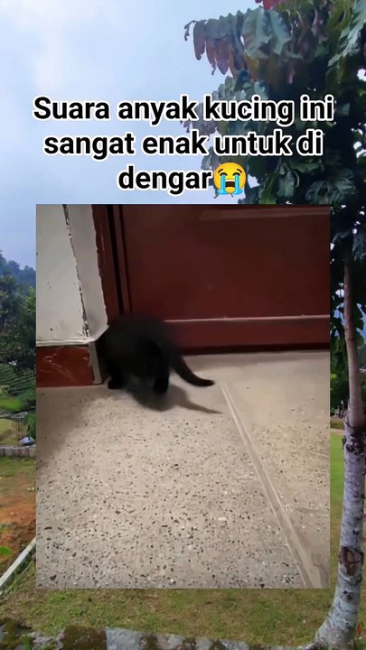 Real Voice of Little Cats. .😸😸😸