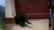 Real Voice of Little Cats. .😸😸😸