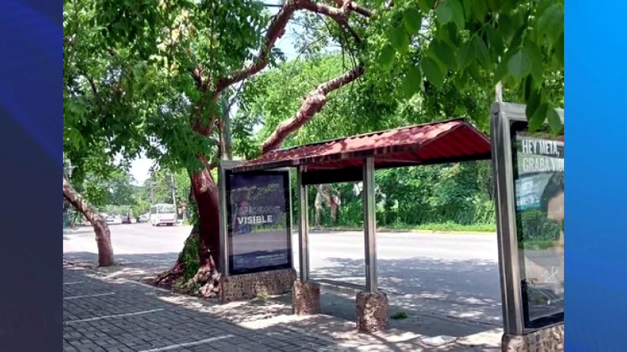 Árbol deteriorado pone en riesgo a peatones en Francisco Villa | CPS Noticias Puerto Vallarta