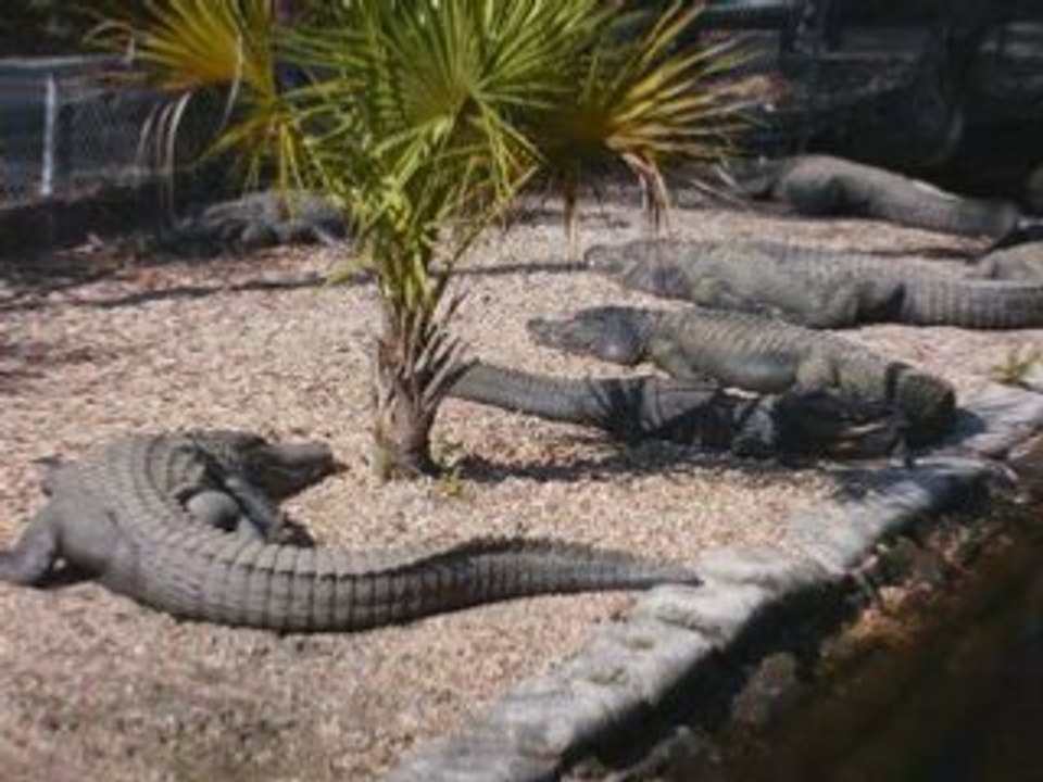 Florida Aligators at Homosassa Springs