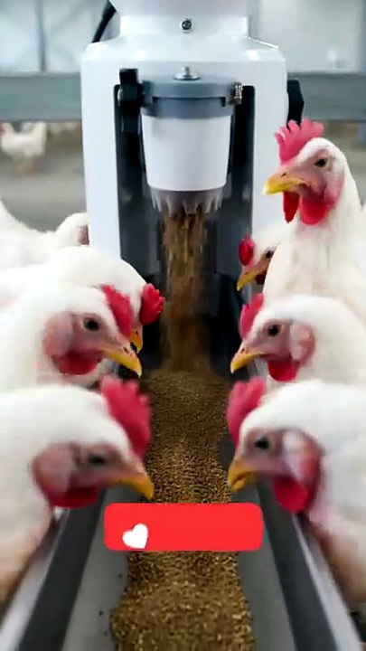 Hi-Tech Poultry Farm Technology in India Future...