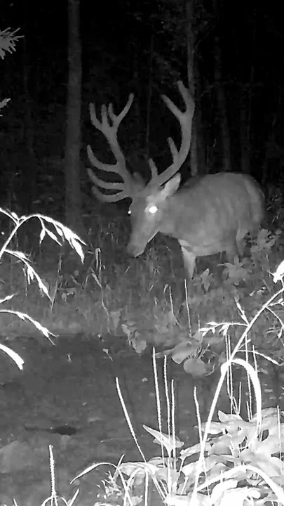 A wolf, a deer, and a moose family walk by
