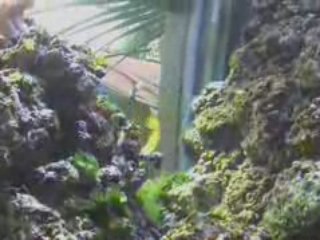 Parc zoologique de Beauval