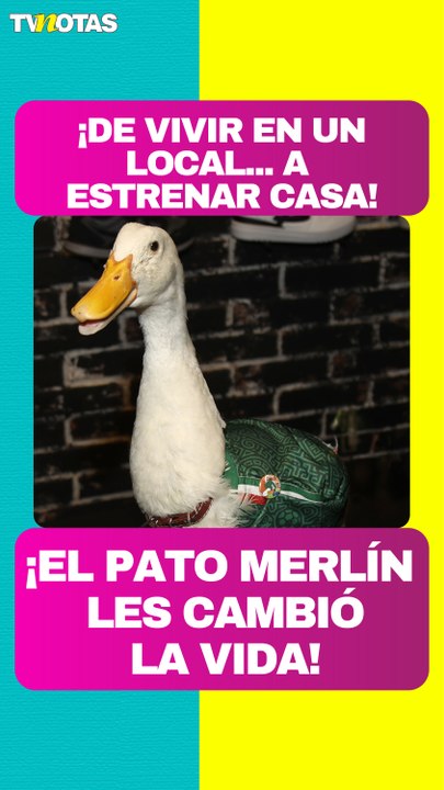 ¡Estrenan casa! Dueña del pato Merlín revela cómo les cambió la vida el Mundial 2026
