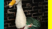 ¡Estrenan casa! Dueña del pato Merlín revela cómo les cambió la vida el Mundial 2026