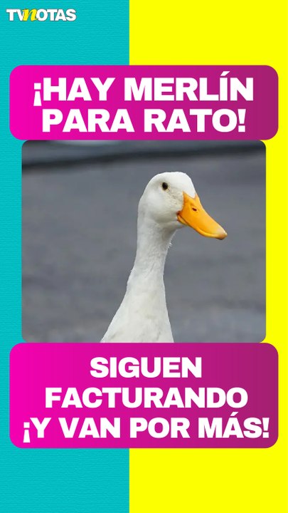 ¡Hay Merlín para rato! Dueña del pato nos cuenta cuáles son los proyectos en los que trabajan