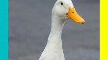 ¡Hay Merlín para rato! Dueña del pato nos cuenta cuáles son los proyectos en los que trabajan