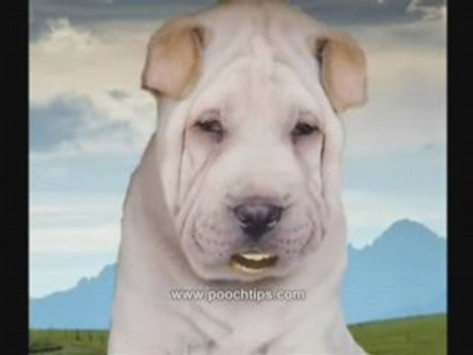 Symptoms Of Dog Worms