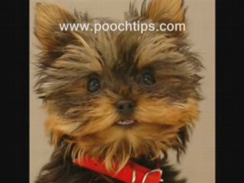 Dog Training Tips For Possessive Dogs