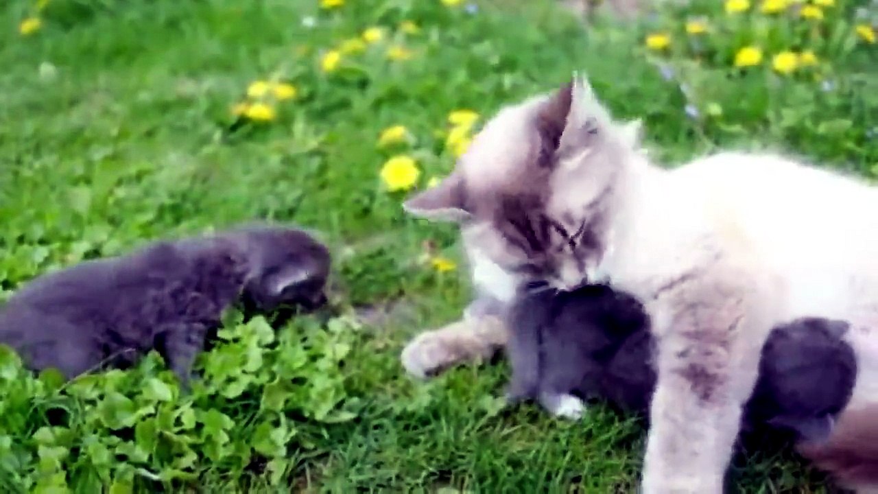 BABY ANIMALS