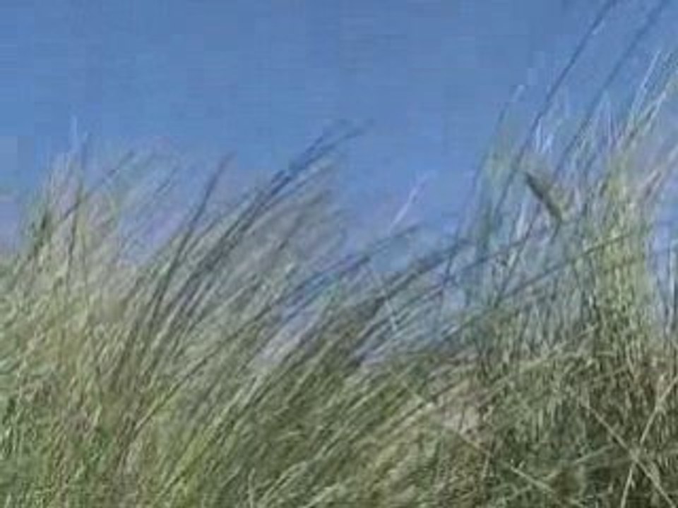 HPI Baja dans les dunes - session jump