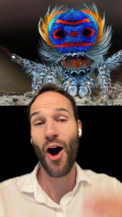 Une ARAIGNÉE pas comme les AUTRES