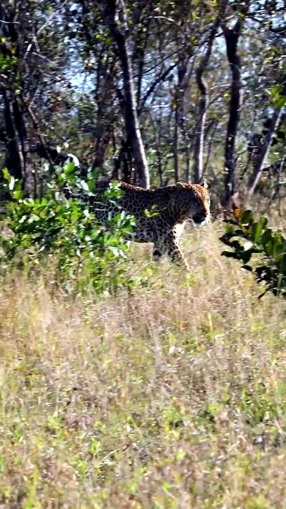 Breathtaking Wildlife Video Of A Leopard Stalking On Land And A Jaguar Wading In Water