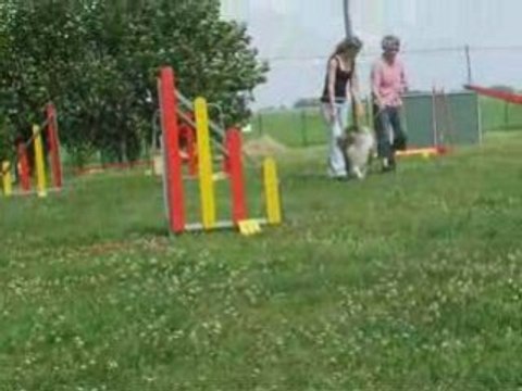 4eme seance d'agility le 25 juin 2008