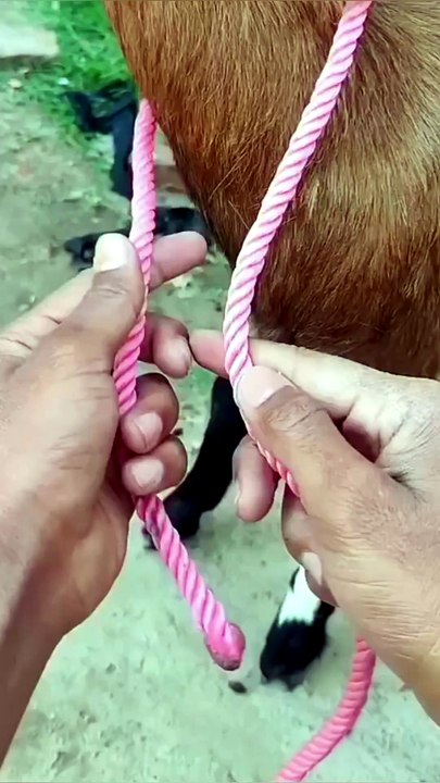 Kreatif cara tali kan domba dengan bener