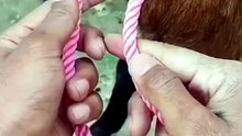 Kreatif cara tali kan domba dengan bener
