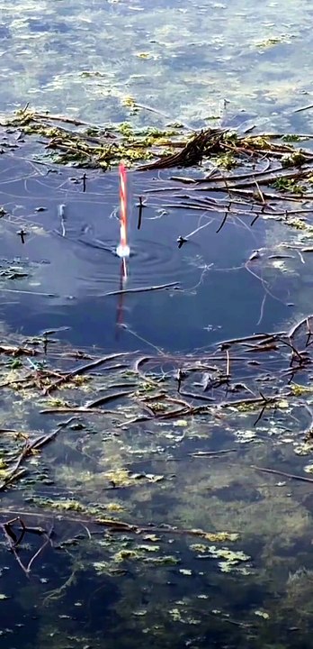 Look at These Giant Fish! 😱🐟 Every Cast Brings a Monster Catch! 🎣🔥