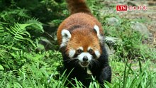 不是「平平安安」！上海小貓熊「樂樂」、「甜甜」台北動物園亮相