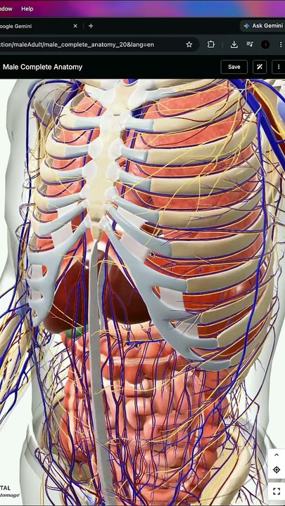 Learn Human Anatomy in 3D for FREE! 🤯 Best Medical Website Ever!