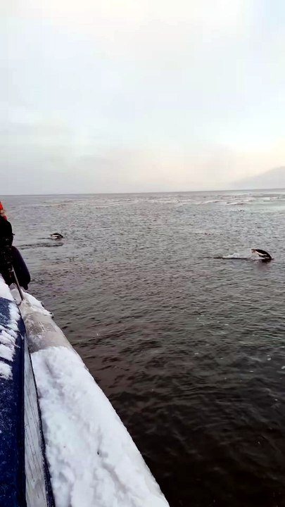 Une marée de manchots papous débarque sur une île au large d’Ushuaïa